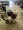 EDCO CPM8 9H WALK BEHIND CONCRETE SCARIFIER 9 HP USED 2X EXCELLENT